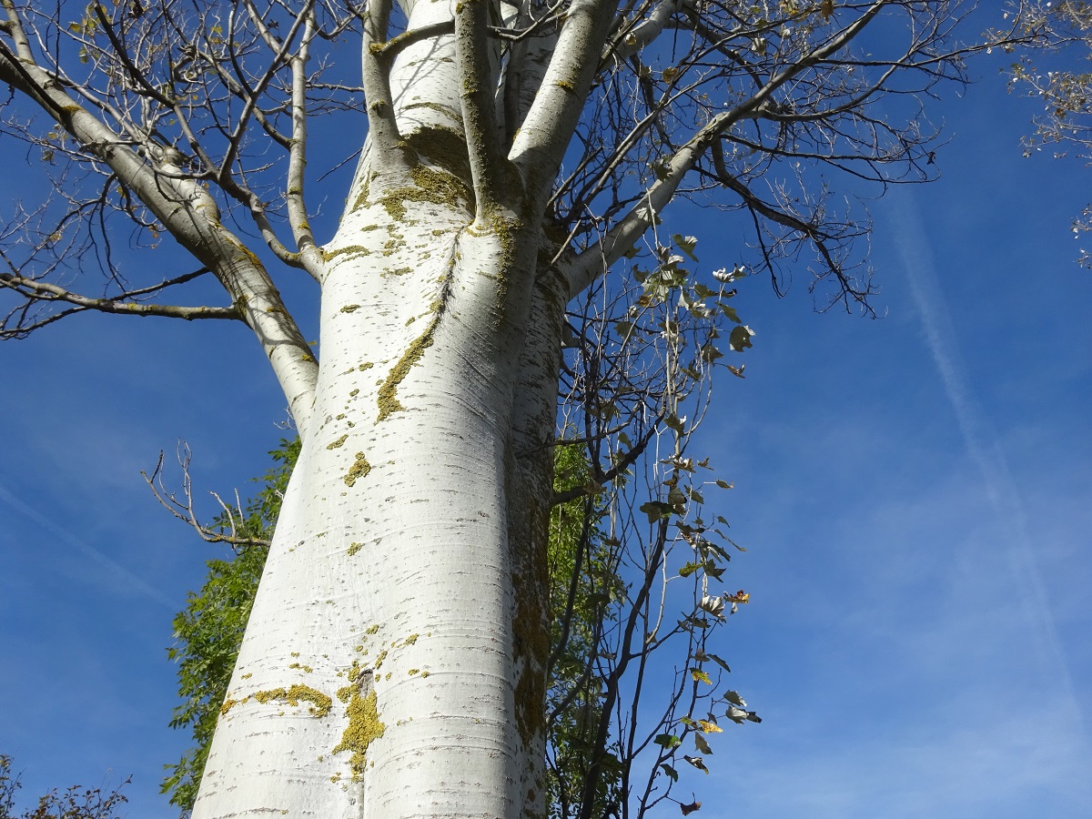Populus alba (Salicaceae)